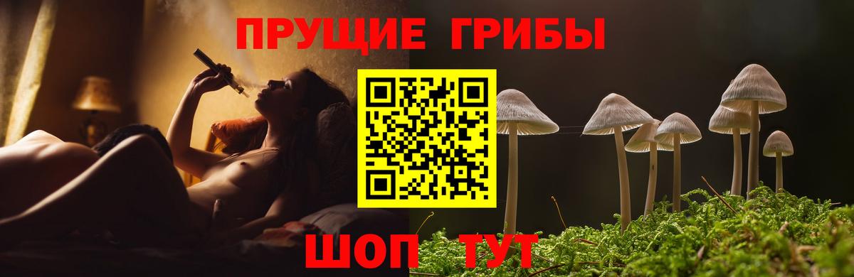 Псилоцибиновые грибы Psilocybe Сосновоборск